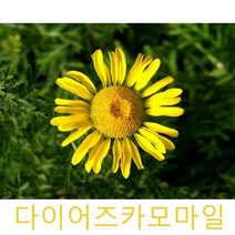 허브(Herb)/채소식물 다이어즈카모마일 갈색플라스틱모종 4개