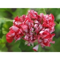 산내들농장 유럽제라늄(로즈버드브라이스트)