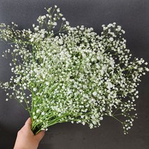 (플라워365마켓) 안개꽃 생화 꽃배달 싼곳 도매 생화꽃 경매 택배 발송, 안개 1/4단