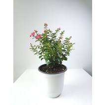 목백일홍 배롱나무 중품 중부월동 야생화 102079, 1개