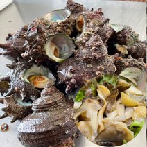 [식품의전당] 자연산 통영 활 생물 뿔소라 참소라 소 중 대 특대 숙회 구이 서해안 국내산 1kg 2kg 3kg, 통영 활뿔소라 2kg