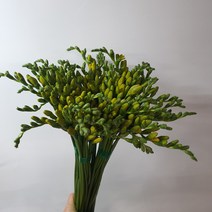 [서리풀플라워] 생화 - 프리지아 1단 (50줄기) / 강남고속터미널꽃시장 / 우체국 택배발송, 프리지아 (보통), 수~목주문 -> 토월요일도착” class=”wr-img”></a></div></p></div></p></div></p></div><div class=