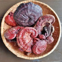 지리산 뱀사골 국산 자연산 야생 영지버섯 200g 말린 건조 영지 버섯, 건조영지버섯 200g