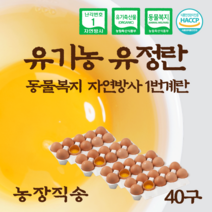 핫한 맛있는달걀 인기 순위 TOP100