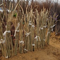 연세원예 왕오디 2년생 특묘목 1주, 1개