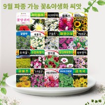 솔림텃밭몰 9월 파종 가능 꽃 야생화 씨앗 모음, 21. 버즈아이 200립, 1개