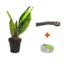 바보사랑 DIY 마이플랜츠 초야우드 미크로소리움 .미미네아쿠아, 상세 설명 참조