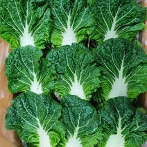 야채왕 쌈배추 쌈추 1kg(0.9~1kg) 1박스, 1kg, 1개