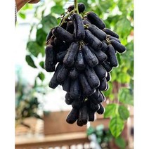 세일가 블랙사파이어포도나무 접1년생 2주묶음