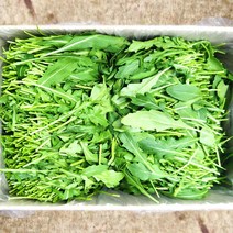 야채24닷컴 와일드루꼴라 100g, 1개