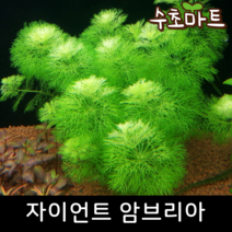 [수초마트] 자이언트 암브리아, [득템플러스] 18줄기