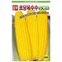 강원도 찰옥수수 미백 대학찰 그린백찰 옥수수 씨앗 씨 종자, 초당옥수수