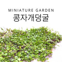 콩자개 콩짜개란 석부작 분경 분재 식물 이끼 야생화 콩짜개덩굴 팔루다리움 비바리움