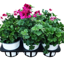 그린플랜트 꽃식물 랜디중품 품종색상랜덤, 1개