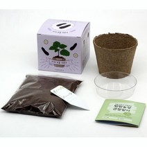 유아동 관찰일지 방학과제 모종재배 식물키트 가드닝 텃밭모종, 옥수수