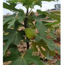 무화과 바나네 청무화과 분달이 직경22mm이상 특묘목 당해열매결실, 무화과 바나네 청무화과 3년 분달이 특묘목, 2개