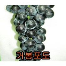 거봉 포도나무 삽목1년 특묘 3그루 묘목 꽃나무 과일나무