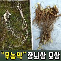 장뇌삼 3년근모종 장뇌삼 묘삼 삼모종 산삼 인삼 모종 부직포화분 /정직한사람들