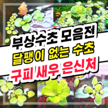 [수초스토어] 검역 부상수초 / 구피 새우 어항 쉬운 베타 수초 무이탄 수경식물 은신처 초보 피시티아 필란터스플루이탄스 아마존프로그비트 목련물배추 살비니아쿠쿠라타, 6. 필란터스 플루이탄스(핑크) 5뿌리