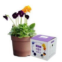삼색제비꽃 팬지 비올라 씨앗 심기 키우기 키트