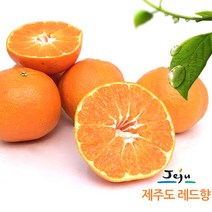 올찬 [올찬] 제주직송 레드향 선물세트(대중) 3kg(14~19과), 1