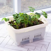 하우스버디 100% 국내생산 우리집 베란다 텃밭가꾸기 화분 홈가드닝 2colors, 텃밭화분(아이보리)