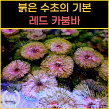 [비바소녀] 붉은수초의 기본 레드 카붐바 (15촉) 5000원 / 초보수초 구피 은신처