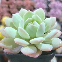 짱짱하고 곱게 물든 다육이 10종 모아보기, 4번 로즈베리