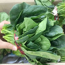 시금치 1단 300-350g