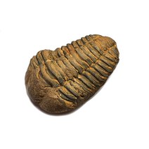 진품 플렉시칼리메네 삼엽충 화석 / 고생대 화석 고생물 관찰표본 Trilobite fossil 이색수집품, 대형 플렉시칼리메네 삼엽충