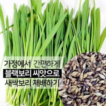 진도장모와서울큰사위 새싹보리 블랙보리 씨앗 쌀 1kg 가정용 재배