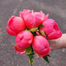 작약 생화 1송이 화이트 농장직송 생화택배 꽃도매 양재꽃시장, 코랄