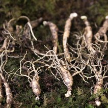 야생 산양삼 산속에서 산삼 환경으로 키운 신비의 삼 7-8년산 건강용 어버이날 선물, 7-8년산 건강용 5뿌리