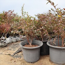 블루베리나무 묘목 7년생 재배 수확 유실수키우기, 블루레이