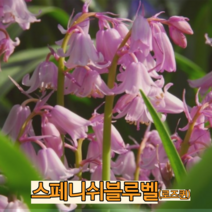 스페니쉬 블루벨(로즈퀸) 구근5구 / 알뿌리 봄꽃 야생화 추식구근 월동식물 꽃과정원이야기, 1개