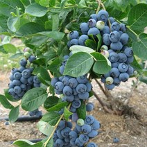 [새싹에서 나무까지] 블루베리 2년생 포트묘