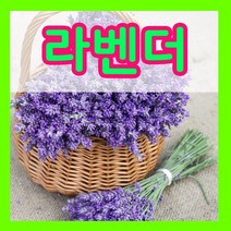 꽃씨몰 꽃씨 봄 파종 여름꽃씨 가을 노지월동 다년생 야생화 양귀비 종자 꽃씨앗, 410.라벤더씨 1g(허브)