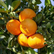 제주 노지귤 10키로 5키로 껍질얇은 귤 귤10키로 제주도 귤 택배 감귤단귤 못난이귤 맛좋은 당도높은 귤 제주귤 싱싱한 꼬마귤 풋귤 달달한귤 노지귤 감귤 5kg 10kg, 감귤 5kg 중대과