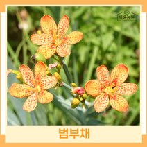 범부채 모종 야생화 포트묘 5개