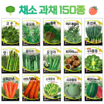 쌈 채소 씨앗 모음 고수 공심채 루꼴라 궁채나물 상추씨 동남아 종자, 2. 공심채 10g