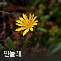 코리아팜 민들레 50g