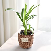 실내공기정화식물 율마 아레카야자 스킨답서스 산세베리아 테이블야자 유칼립투스 이레카야자 페페 스투키 몬스테라, (식물만), 7.아레카야자