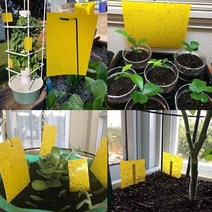 초파리트랩5매 국산 강력접착 파리박사 파리끈끈이, 대5매, 5개