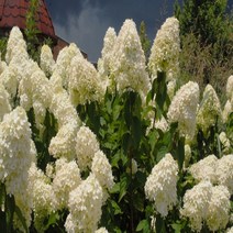 세종식물원 라임라이트 목수국 17cm 화분 노지월동가능