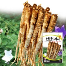 도라지종자 도라지씨 씨앗 3000립 대포장 500g, 소포장 3000립, 1개