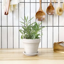1+1 라벤더 키친허브 화분 세트 세이지 타임 장미허브 베란다 텃밭 허브 키우기, H02.라벤더, H42.샐러리