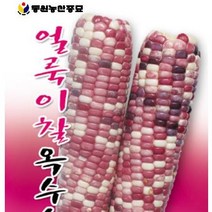 [가람종묘사] 얼룩이찰옥수수 씨앗(맛있고 찰지고 과색이 선명한 얼룩이 찰옥수수 품종)