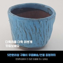 다육 다육화분 - 작은킬러 화분 4개세트, 2번-하늘색