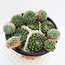 거미줄 바위솔 월동에 강한 겨울다육이 식물130, 단품