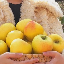 우주리테일 경북 재배 프리미엄 황금사과 시나노골드 대과 선물세트 1kg/2kg/5kg/10kg, 시나노 골드 못난이 흠과2kg 5개